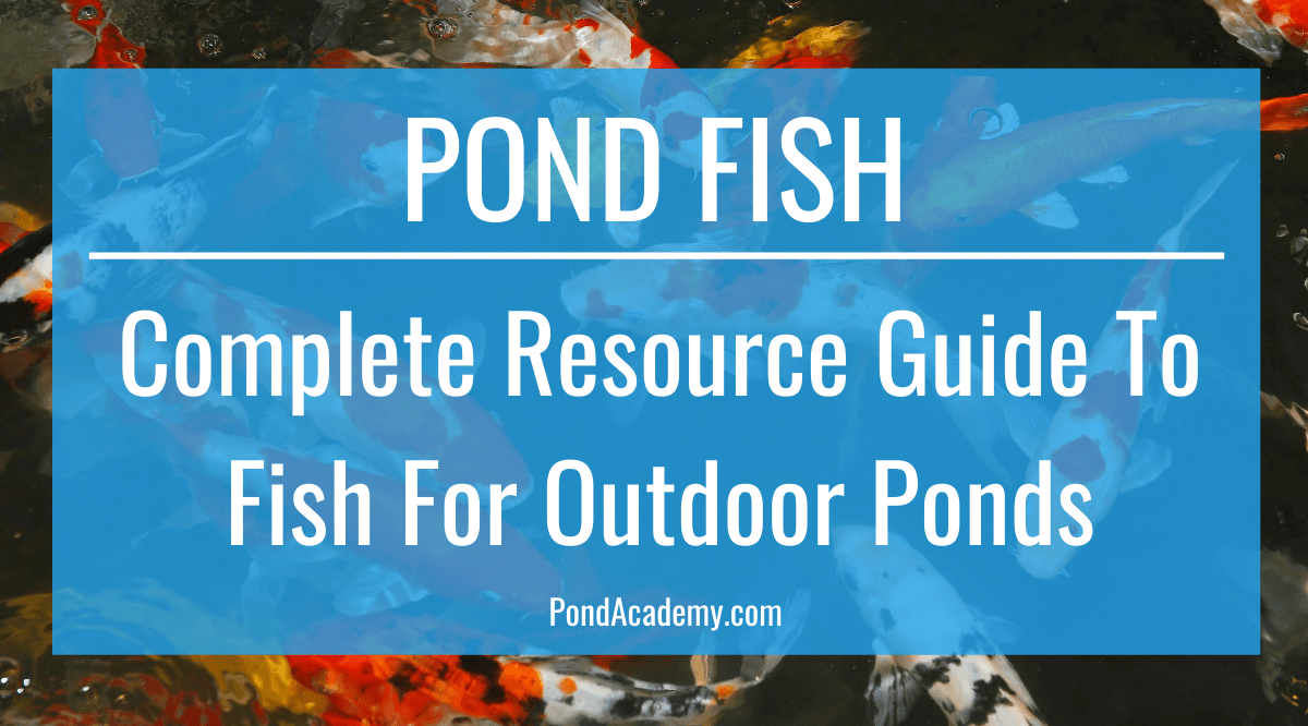 Pond Fish Complete Resource Guide to Fish for Outdoor Ponds