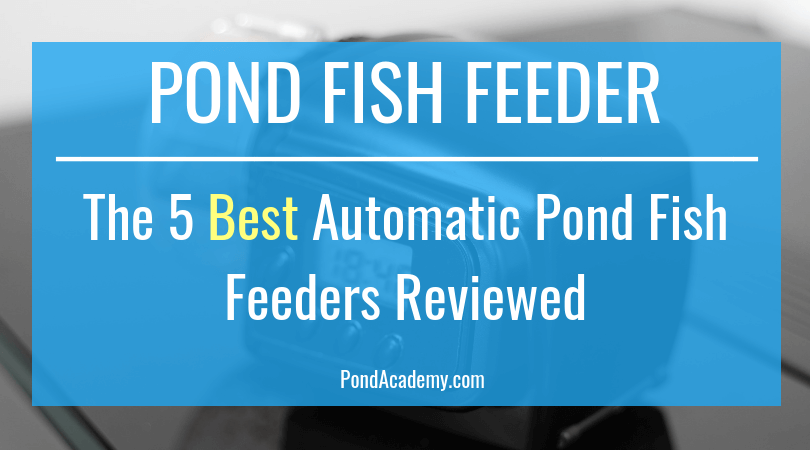 best fish feeder for ponds
