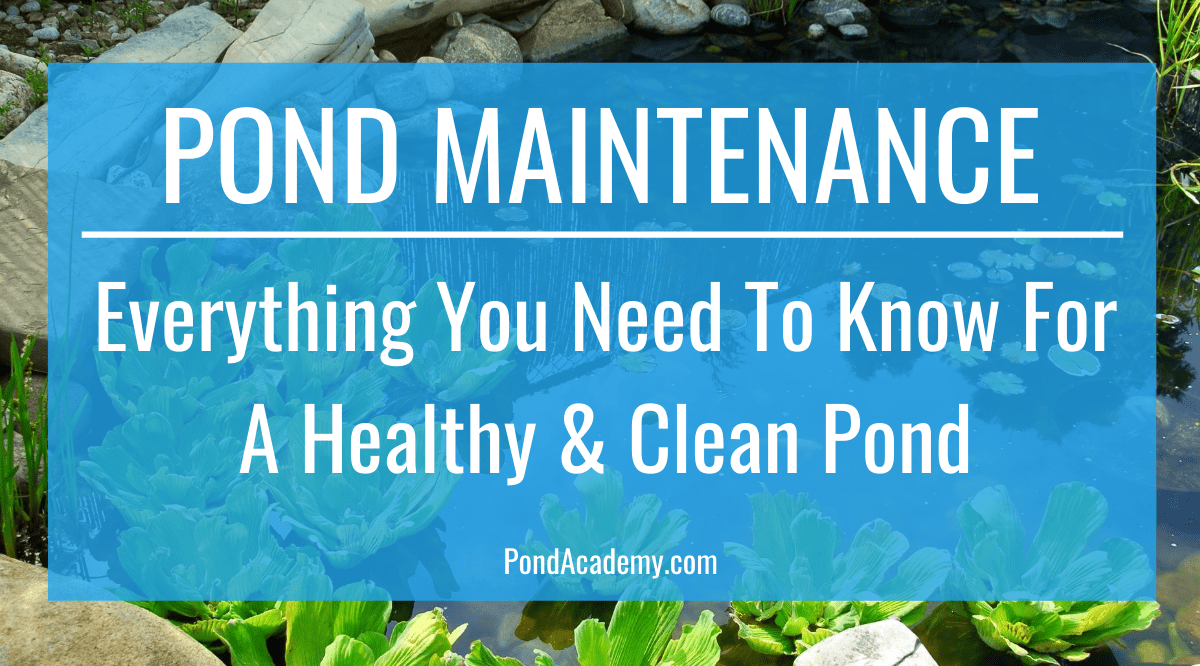 Pond Maintenance Everything You Need to Know