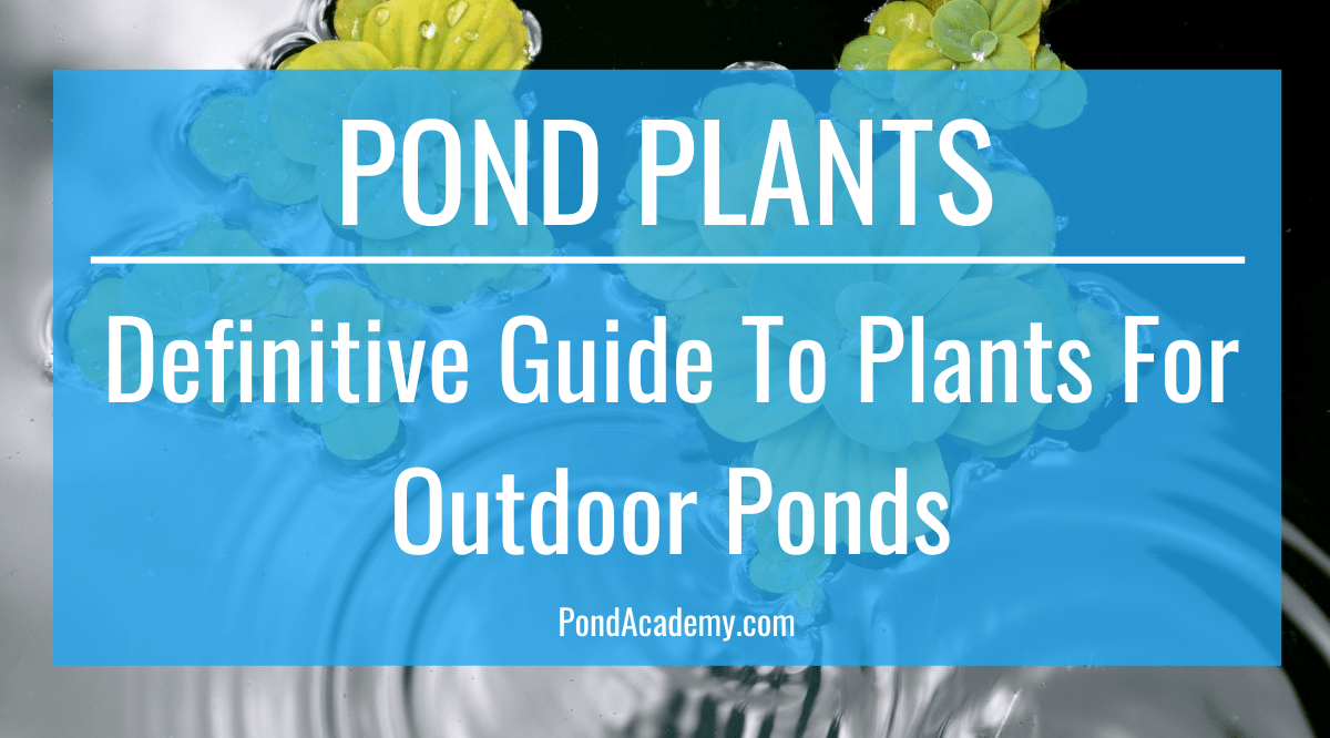 Pond Plants 101 Your Guide to Plants for Outdoor Ponds