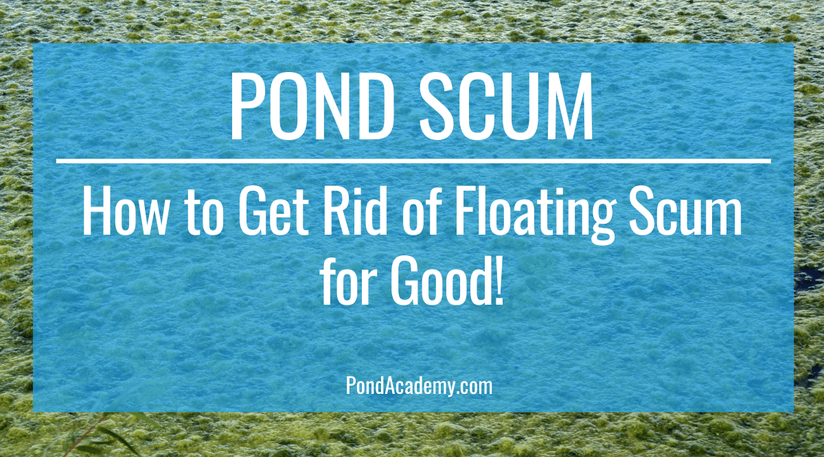 What Is Pond Scum? (Plus, How to Get Rid of Pond Scum for Good)