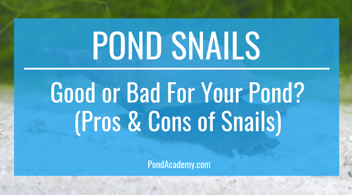 Pond Snails Good or Bad for Your Pond?