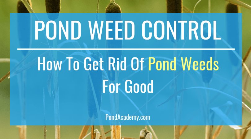 Pond Weeds And How To Get Rid Of Them