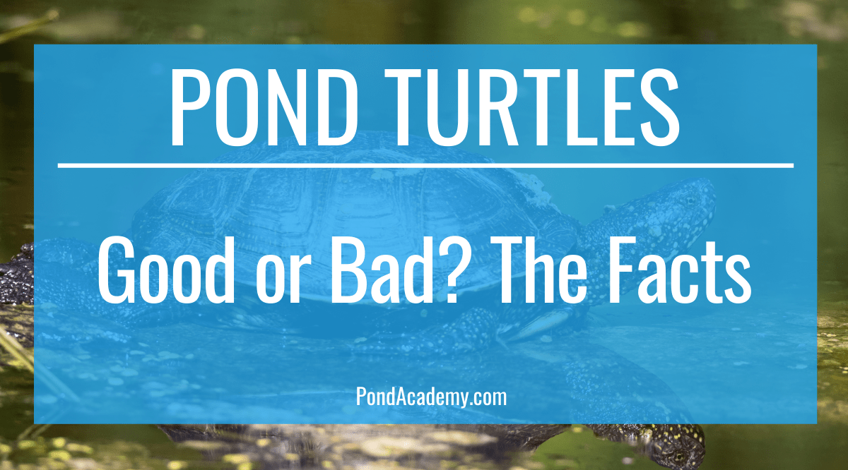 Turtles in a Pond: Good or Bad? (The Facts)