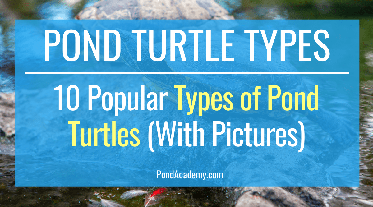 13 Popular Types of Pond Turtles (With Pictures)