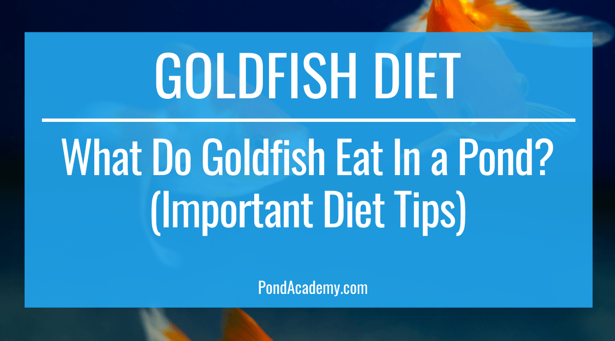 What Do Goldfish Eat In a Pond? (Important Diet Tips)