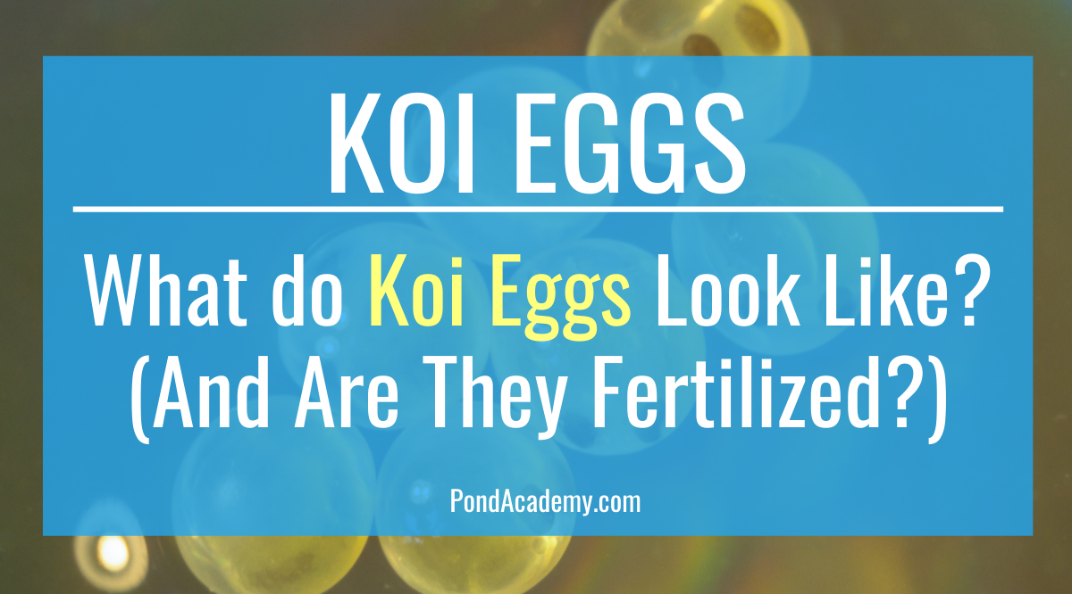What Do Koi Eggs Look Like? (And Are They Fertilized?)