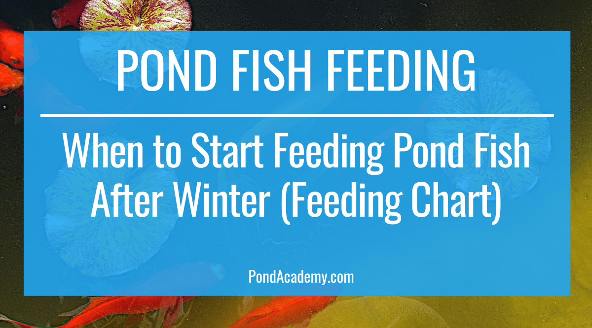 When To Start Feeding Pond Fish After Winter Feeding Chart when-to-start-feeding-pond-fish-after-winter-feeding-chart