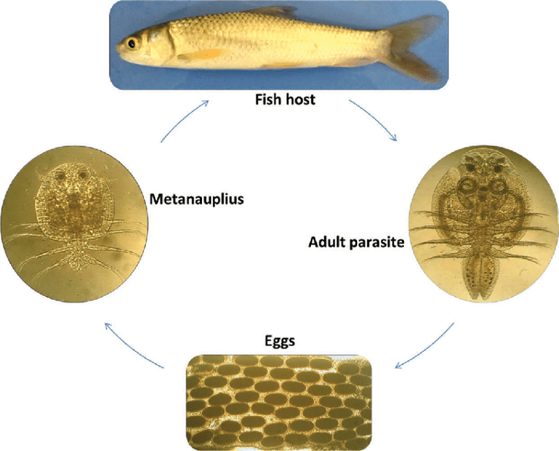 Life cycle of Argulus parasites