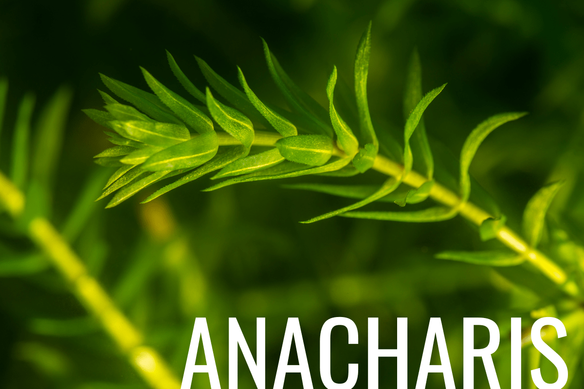 How To Plant Anacharis In A Pond (Care & Grow Guide)