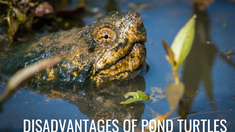 Are Turtles Bad For a Pond?
