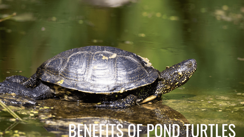Are turtles good for a pond?