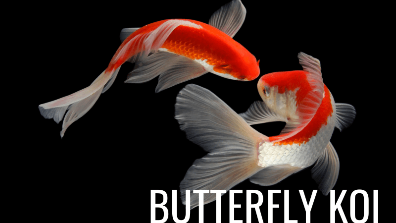 Butterfly Koi