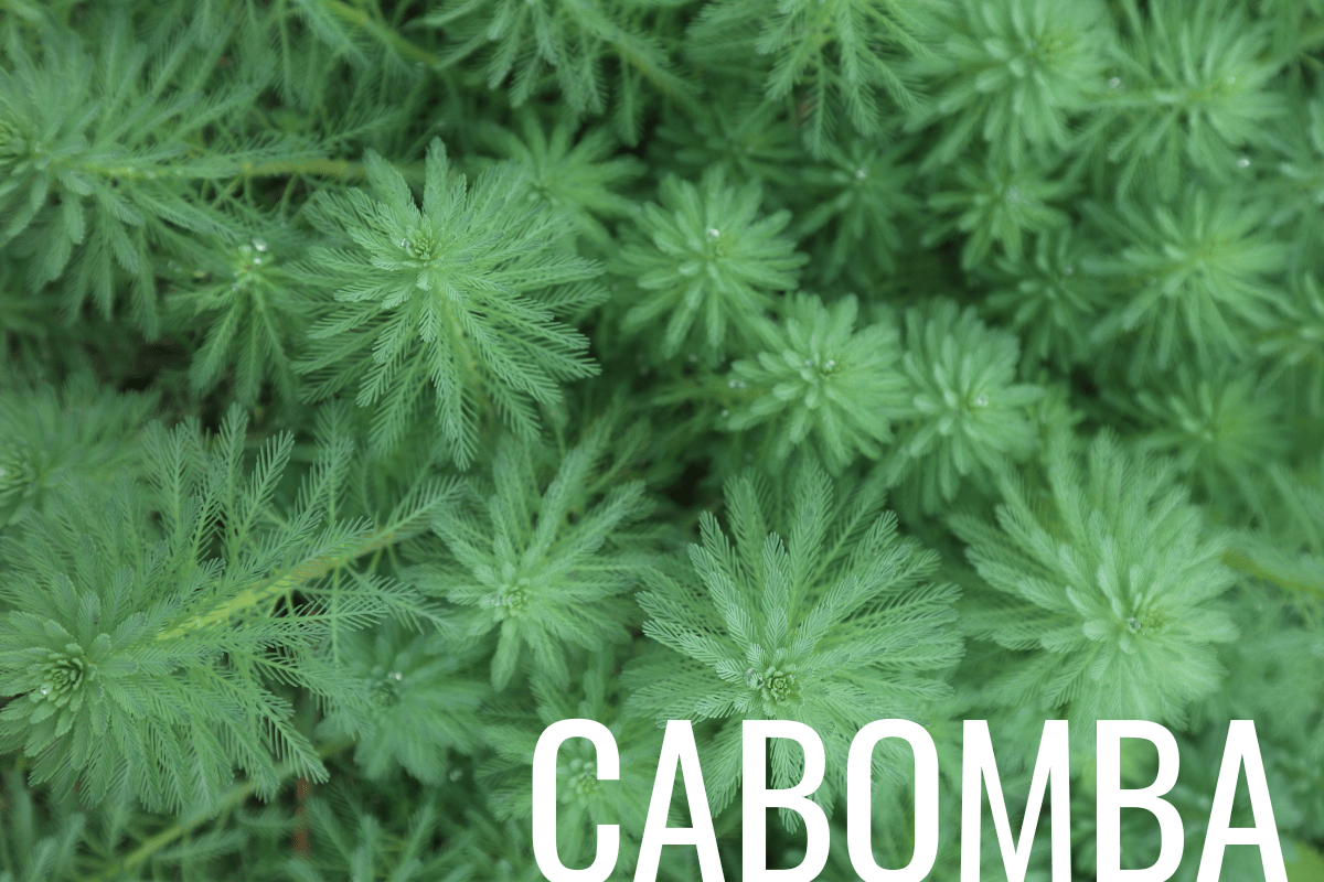 How to Plant Cabomba in a Pond (Care & Grow Guide)