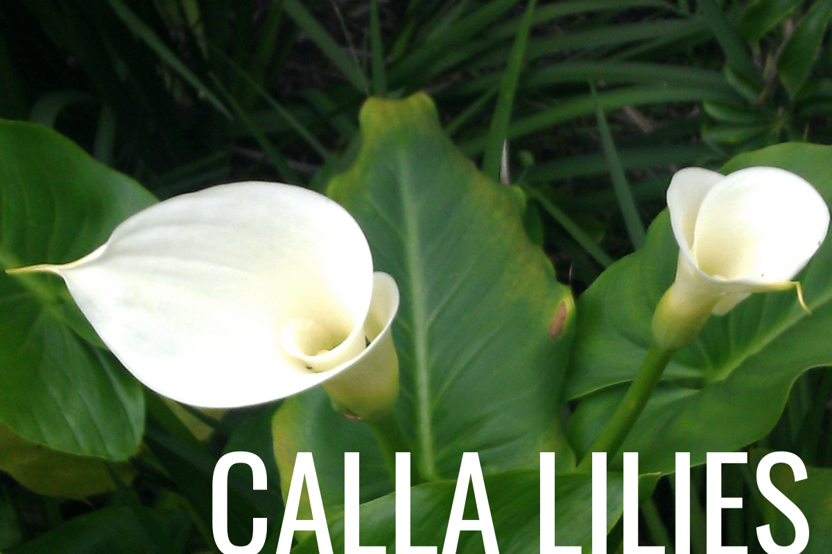 How to Plant Calla Lilies in a Pond