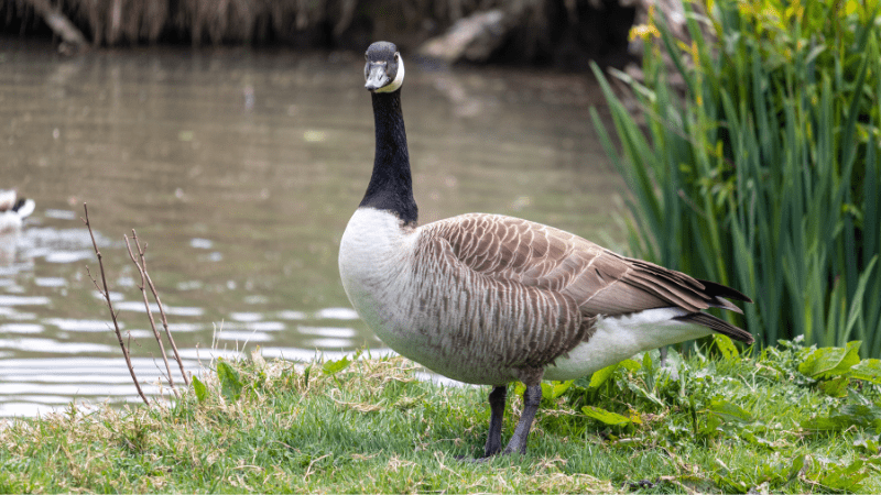 How to attract geese to a pond