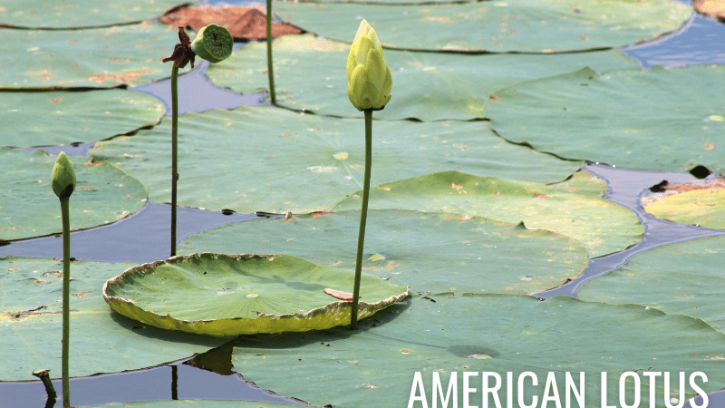 American Lotus