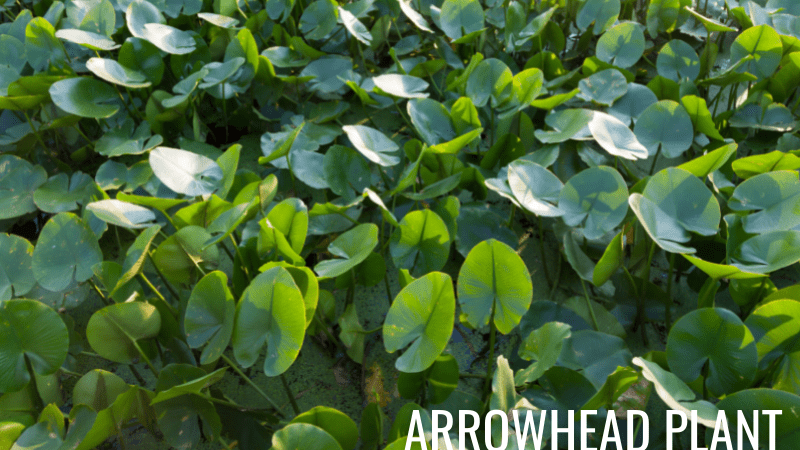 Arrowhead Plant