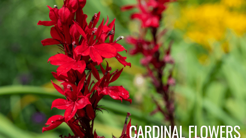 Cardinal Flowers