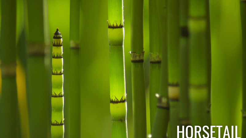 Horsetail