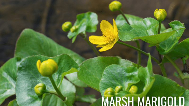 Marsh Marigold