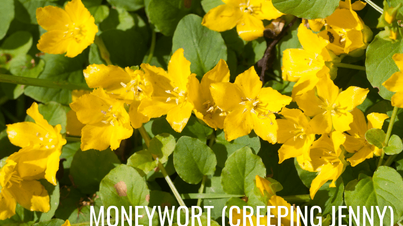 Moneywort (Creeping Jenny)