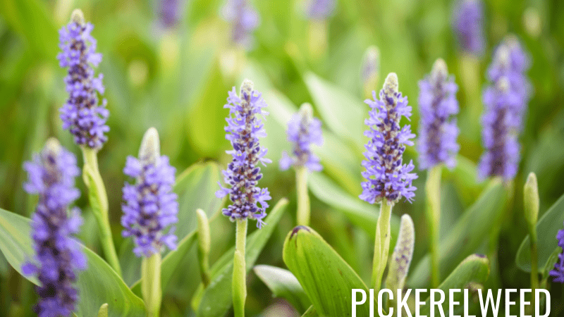 Pickerelweed