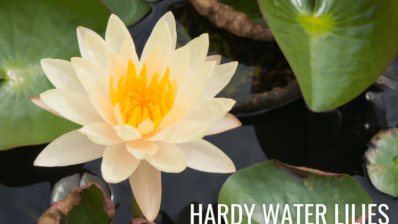 Hardy Water Lilies