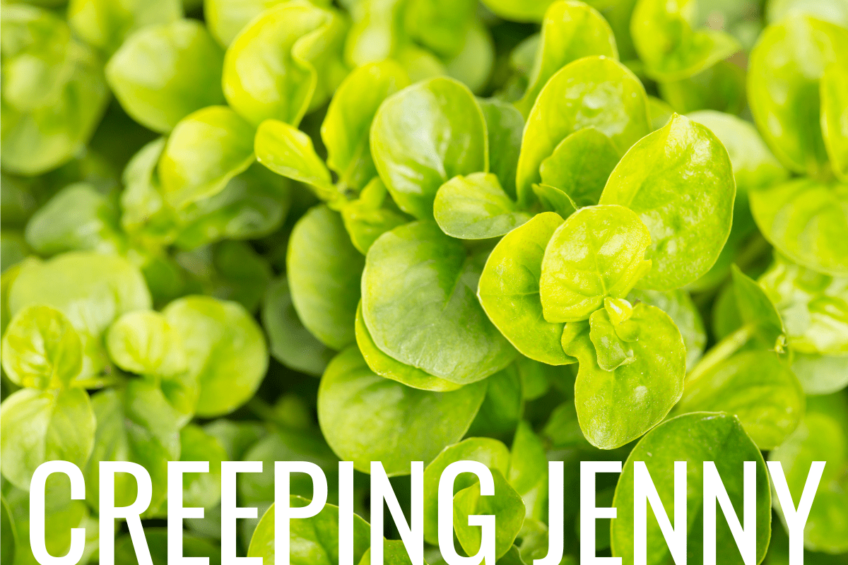 How to Plant Creeping Jenny in a Pond