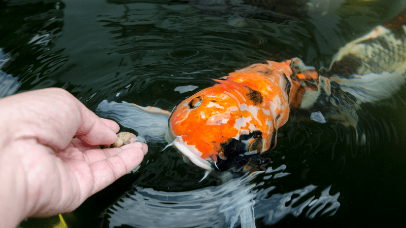 Feeding koi