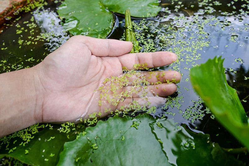 Duckweed Control