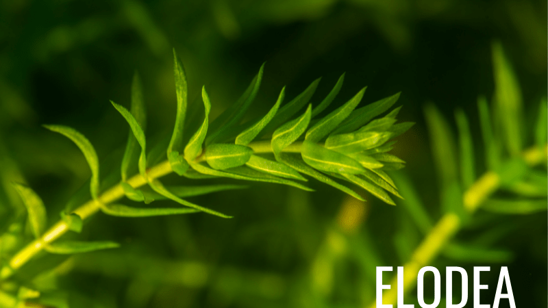 Elodea