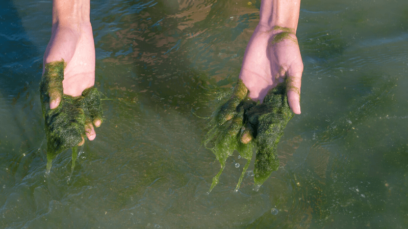 filamentous algae