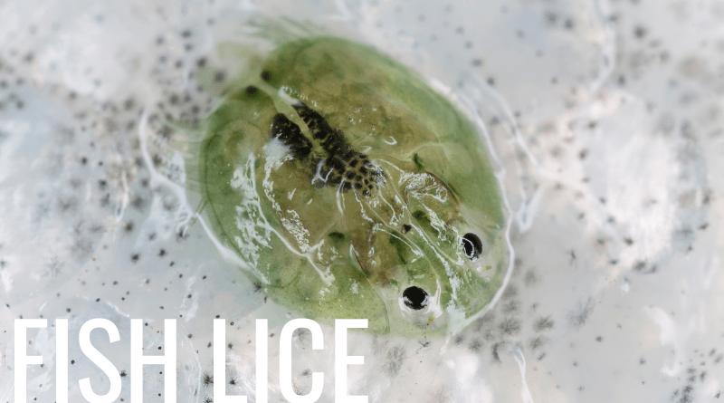 pond fish lice