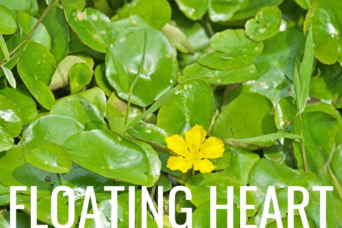 How to Plant Floating Heart in a Pond (Care & Grow Guide)