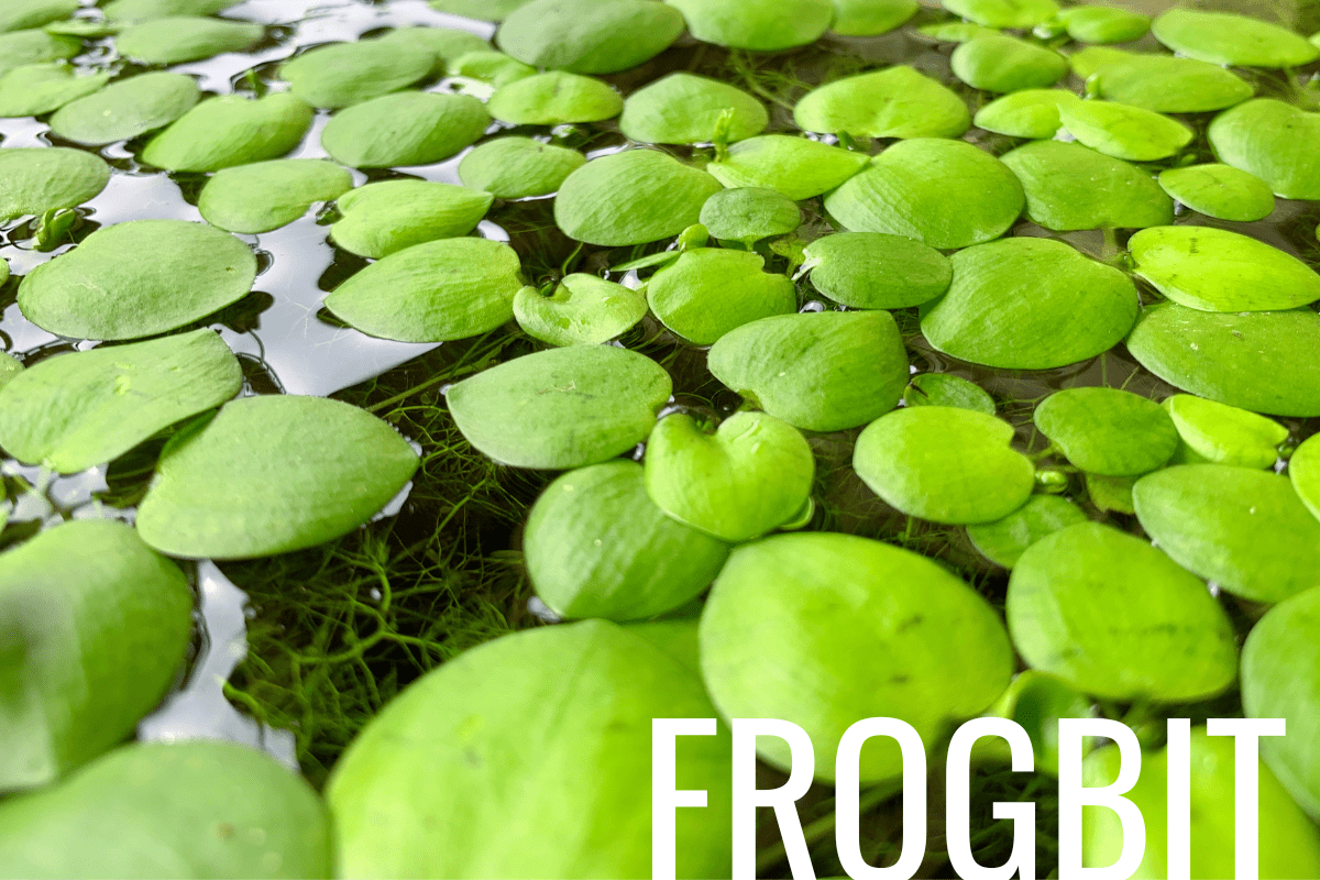 How to Plant Frogbit in a Pond