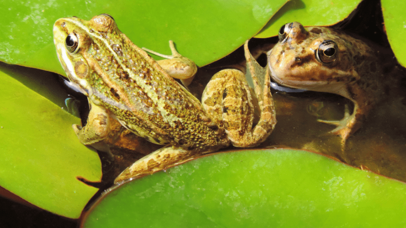 Frogs in a pond