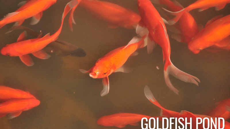 can-goldfish-be-kept-with-danios-diy-seattle