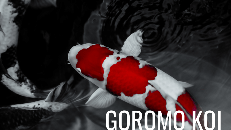 12 Most Popular Types Of Koi Fish With Pictures 12 Most Popular Types Of Koi Fish With Pictures