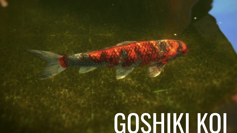 Goshiki Koi