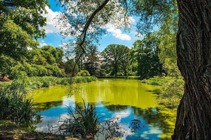 green murky pond water