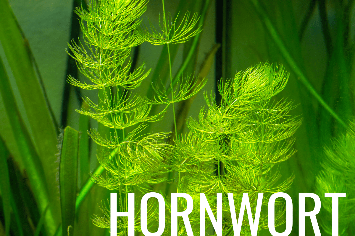 How to Plant Hornwort in a Pond (Care & Grow Guide)