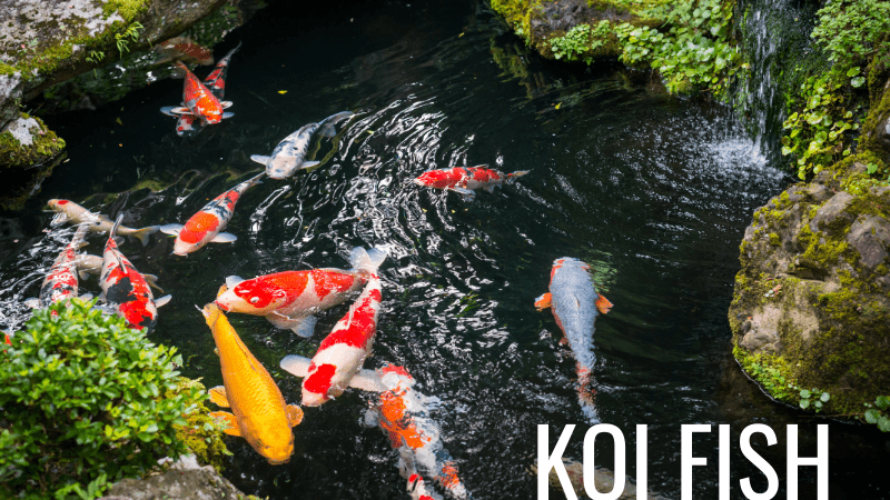 How much do koi fish cost