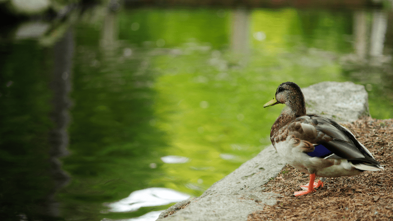 How to attract ducks to a pond