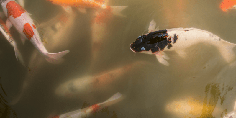 how to clear murky pond water