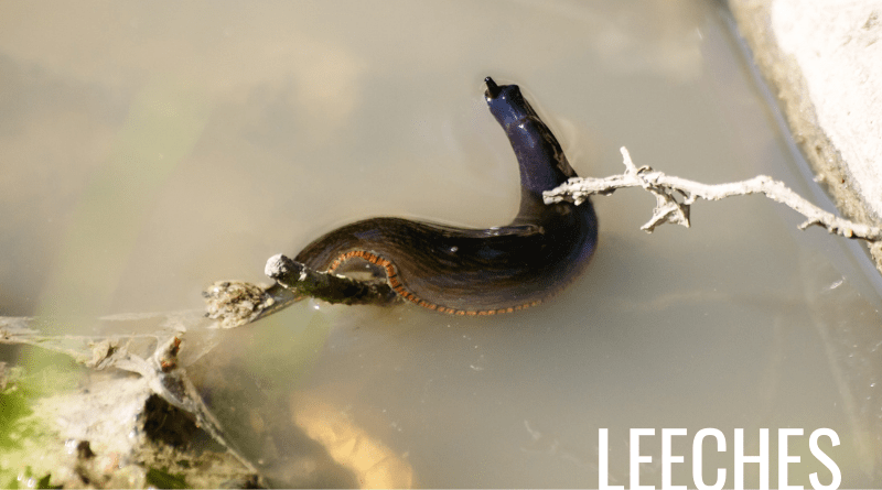 leeches in a pond