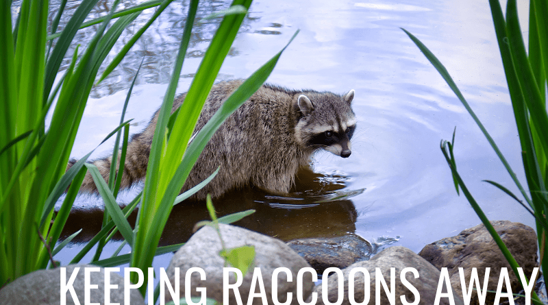 How to keep raccoons away from your fish pond