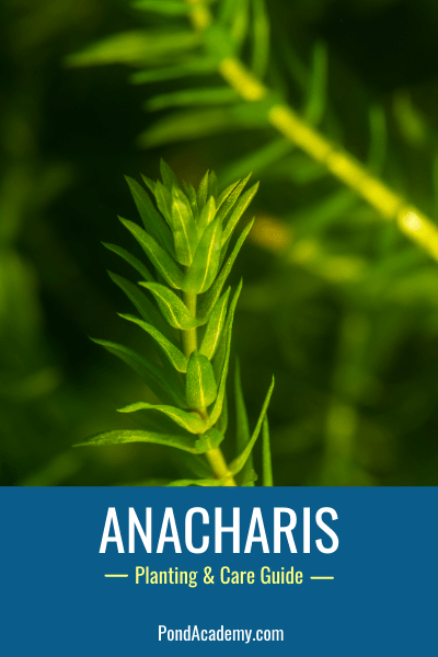 How to plant anacharis in a pond