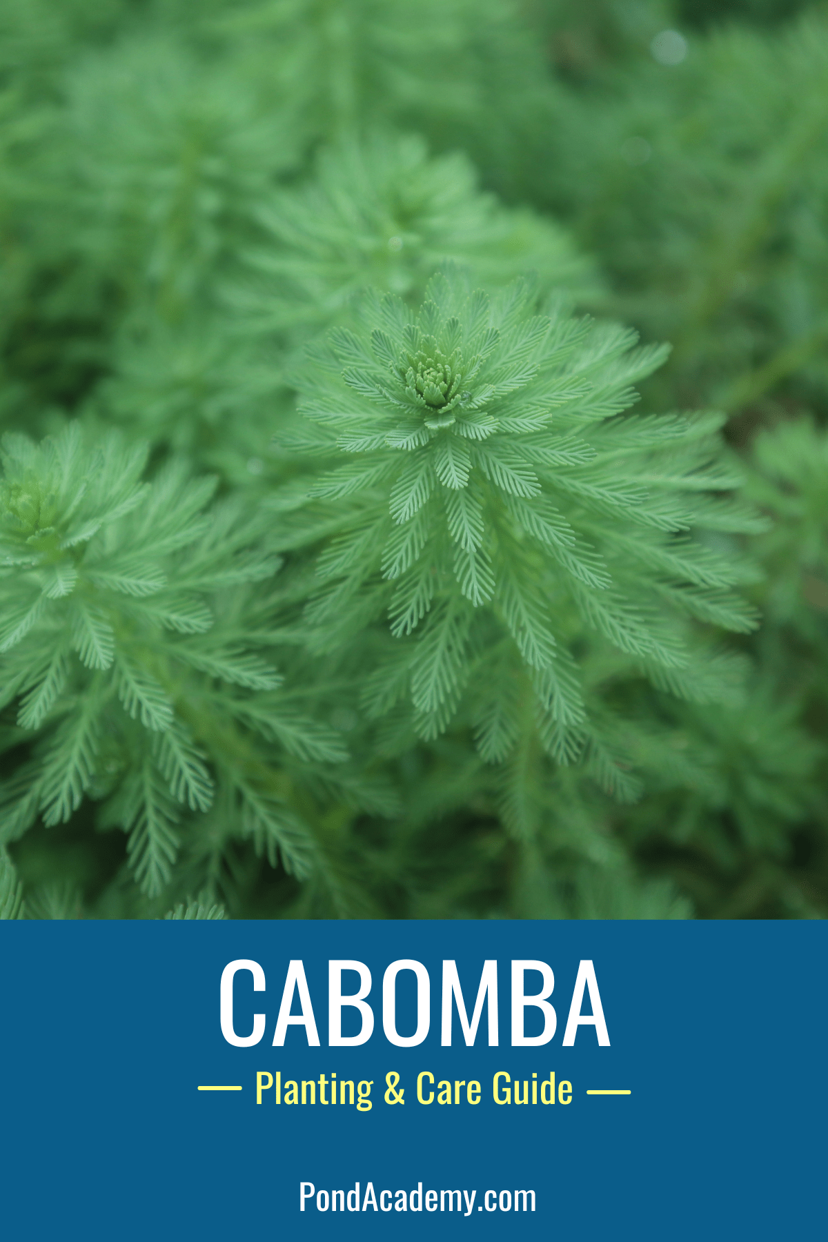 how to plant cabomba in a pond