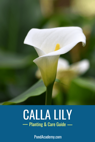 How to Plant Calla Lilies in a Pond (Care & Grow Guide)